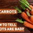 slimy carrots