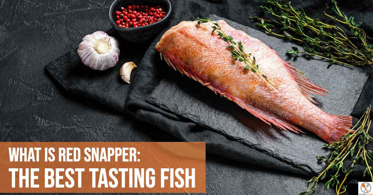 What is Red Snapper: The Best Tasting Fish