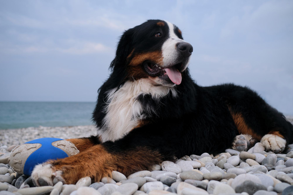 Bernese Mountain Dog