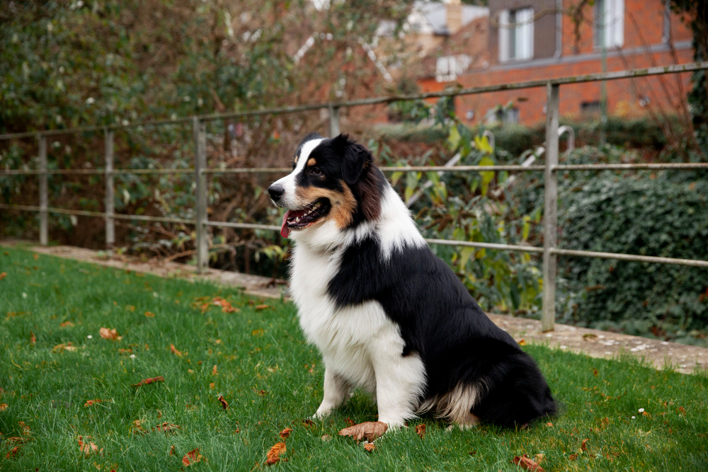 Border Collie