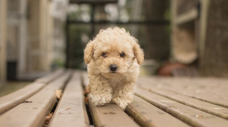 10 Adorable Toy Dog Breeds