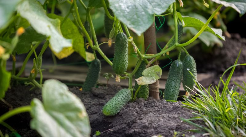 10 Common Problems with Cucumber Plants (2023)