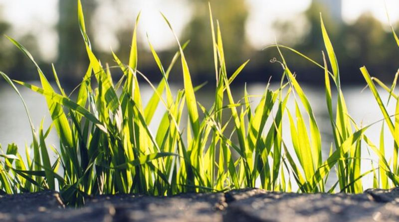 10 Grass Types That Thrive in Michigan Yards