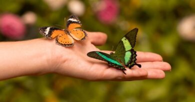 10 Rarest Butterflies in the World A Glimpse of Nature’s Precious Gems