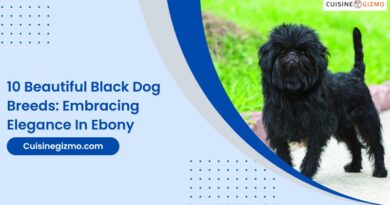 10 Beautiful Black Dog Breeds: Embracing Elegance in Ebony