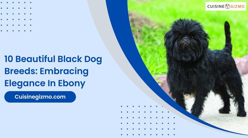 10 Beautiful Black Dog Breeds: Embracing Elegance in Ebony