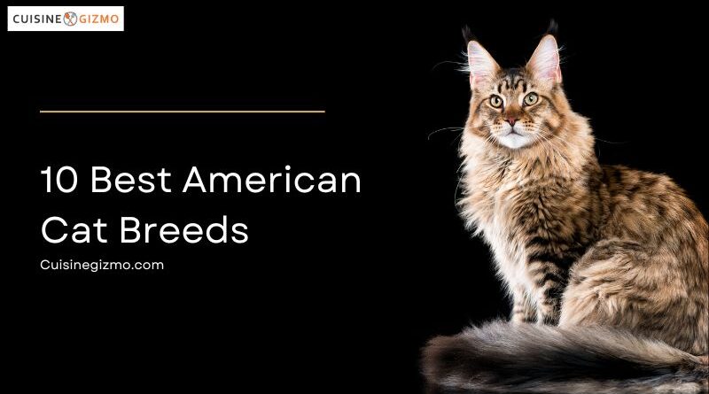 10 Best American Cat Breeds