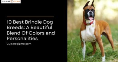 10 Best Brindle Dog Breeds: A Beautiful Blend of Colors and Personalities