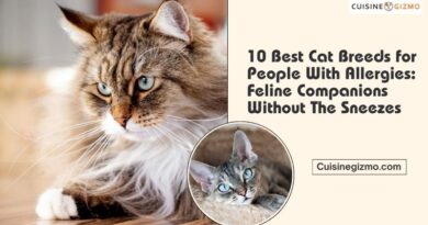 10 Best Cat Breeds for People With Allergies: Feline Companions Without the Sneezes