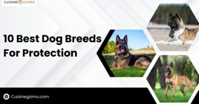 10 Best Dog Breeds For Protection