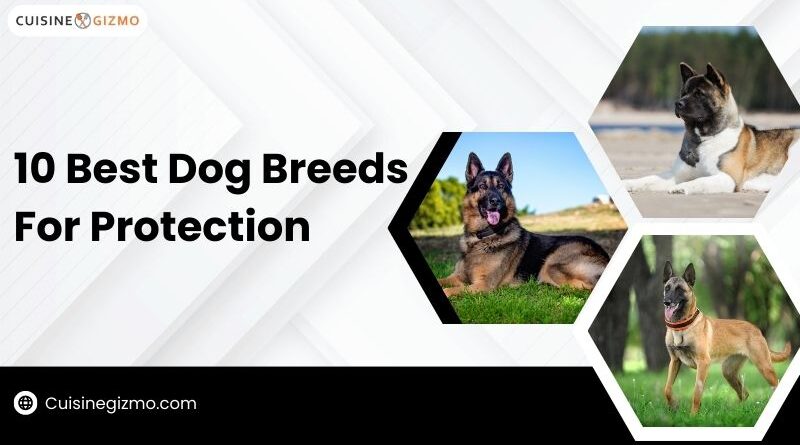 10 Best Dog Breeds for Protection - CuisineGizmo