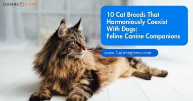 10 Cat Breeds That Harmoniously Coexist With Dogs: Feline Canine Companions