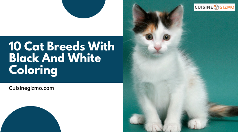 10 Cat Breeds With Black and White Coloring