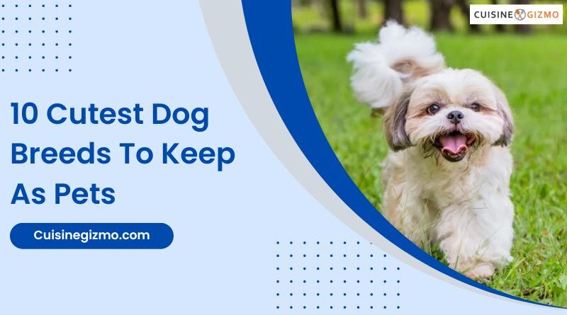 10 Cutest Dog Breeds to Keep as Pets