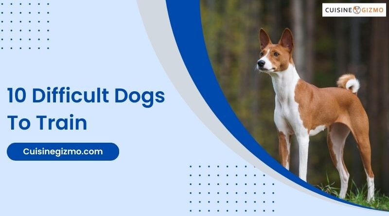 10 Difficult Dogs to Train