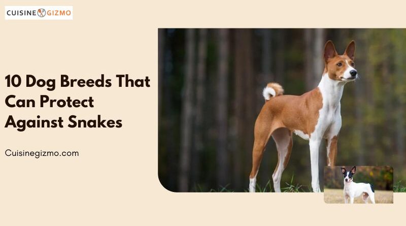 10 Dog Breeds That Can Protect Against Snakes
