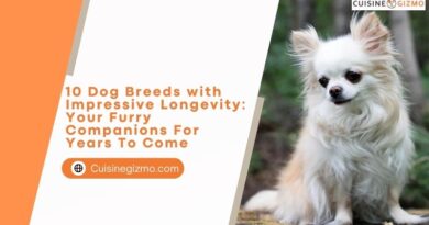 10 Dog Breeds with Impressive Longevity: Your Furry Companions for Years to Come
