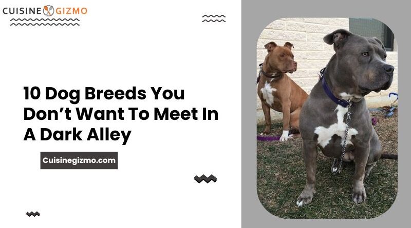 10 Dog Breeds You Don’t Want To Meet In A Dark Alley