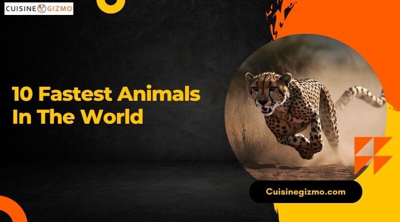 10 Fastest Animals in The World