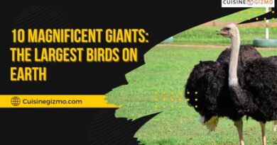 10 Magnificent Giants: The Largest Birds on Earth