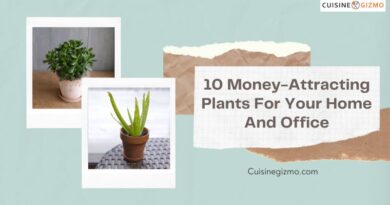 10 Money-Attracting Plants for Your Home and Office