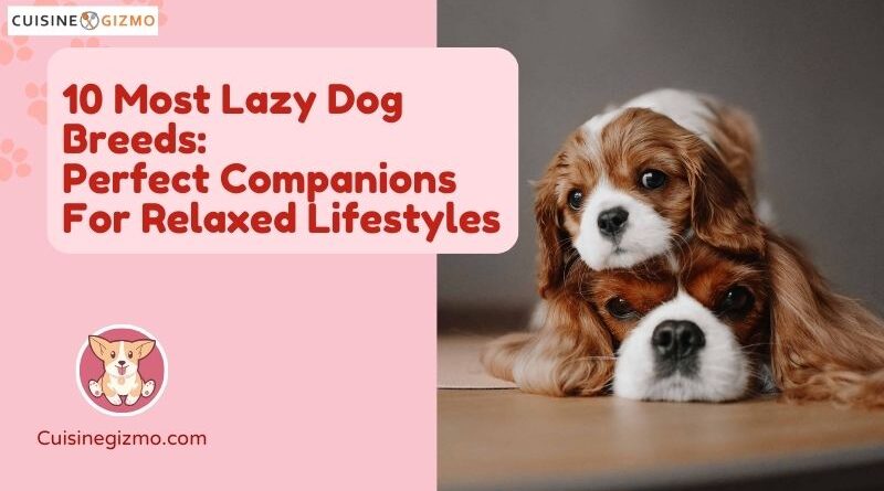 10 Most Lazy Dog Breeds: Perfect Companions for Relaxed Lifestyles