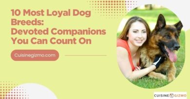 10 Most Loyal Dog Breeds: Devoted Companions You Can Count On