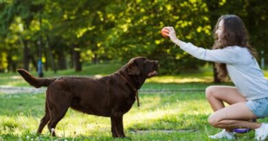 10 of the Healthiest Dog Breeds (1)