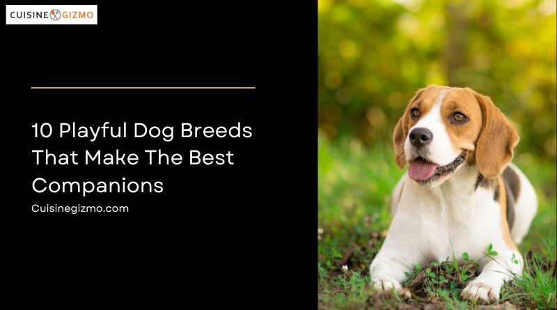 10 Playful Dog Breeds That Make the Best Companions