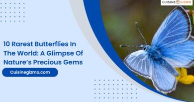 10 Rarest Butterflies in the World: A Glimpse of Nature’s Precious Gems