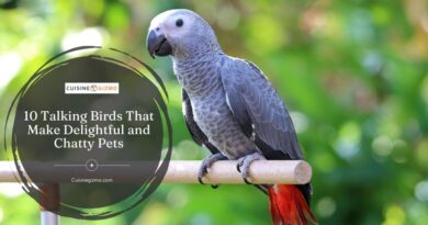 10 Talking Birds That Make Delightful and Chatty Pets
