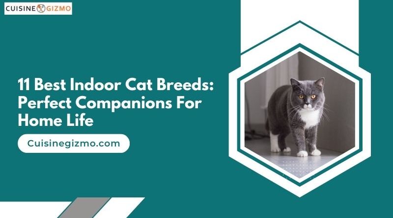11 Best Indoor Cat Breeds: Perfect Companions for Home Life