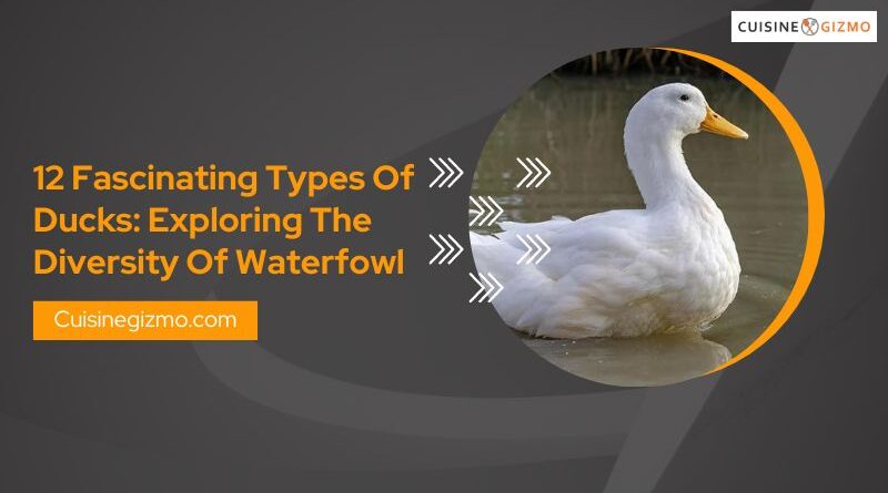 12 Fascinating Types of Ducks: Exploring the Diversity of Waterfowl