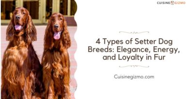 4 Types of Setter Dog Breeds: Elegance, Energy, and Loyalty in Fur