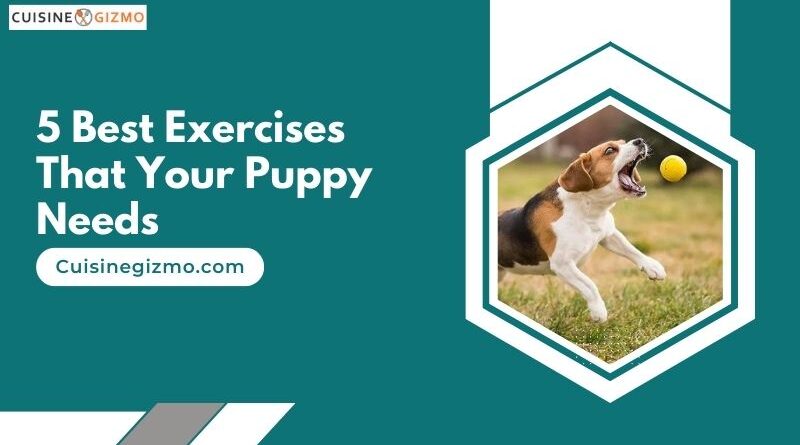 5 Best Exercises That Your Puppy Needs
