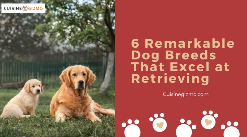 6 Remarkable Dog Breeds That Excel at Retrieving