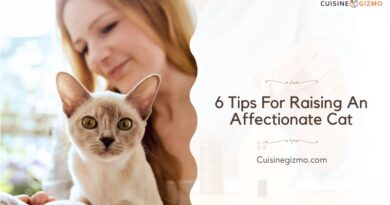 6 Tips for Raising an Affectionate Cat
