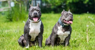 7 Different Types Of American Bully Dogs From Standard To Extreme