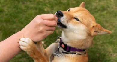 7 Dog Breeds with the Strongest Bite Force And How to Stop Dog Bites