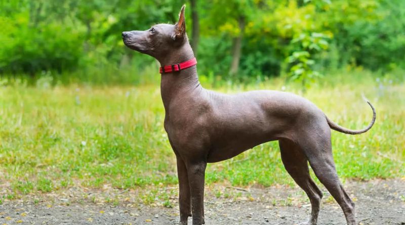 7 Exceptional Hairless Dog Breeds A Guide to Unique Companions