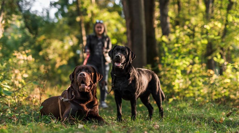 7 Popular Brown Dog Breeds From Loyal Retrievers to Playful Pups