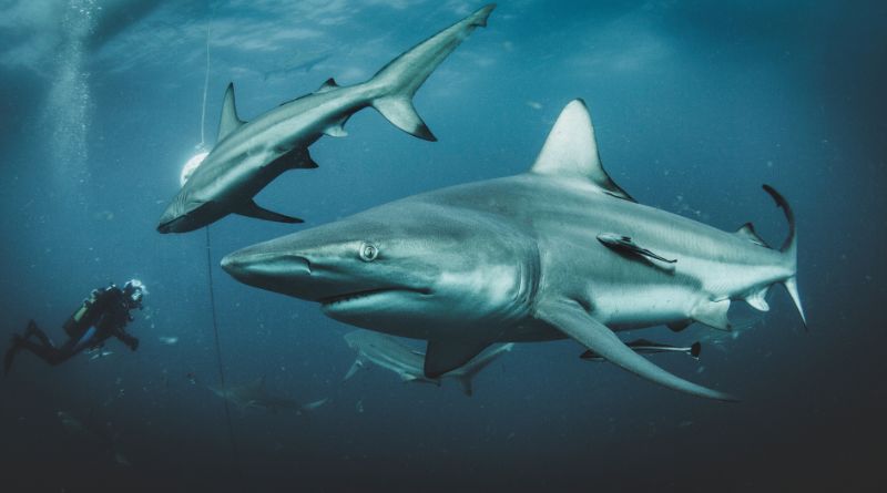_7 Sharks Found in the Bahamas