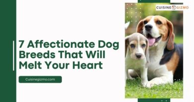 7 Affectionate Dog Breeds That Will Melt Your Heart