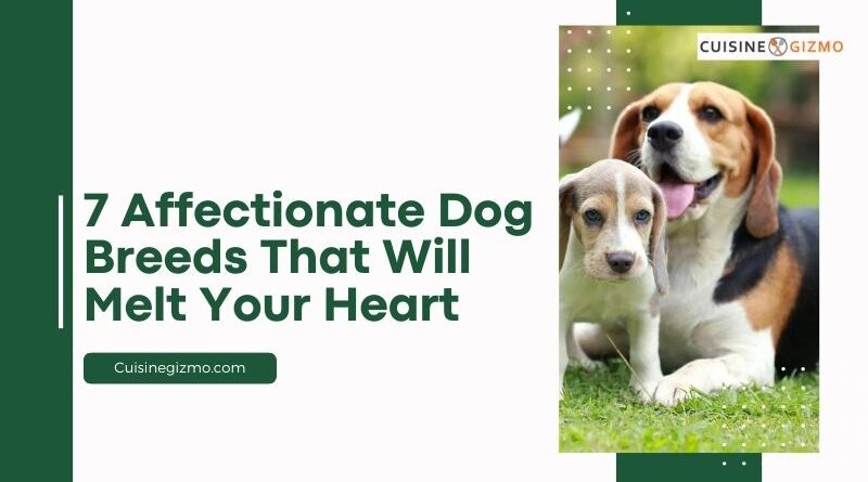 7 Affectionate Dog Breeds That Will Melt Your Heart