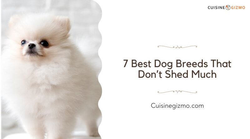 7 Best Dog Breeds That Don’t Shed Much