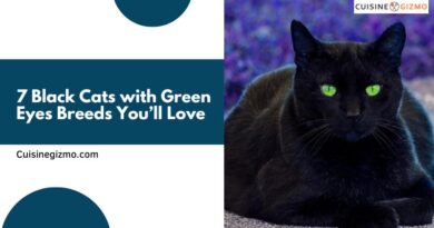 7 Black Cats with Green Eyes Breeds You’ll Love