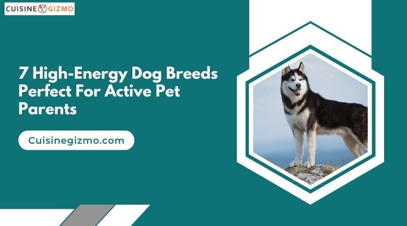 7 High-Energy Dog Breeds Perfect for Active Pet Parents