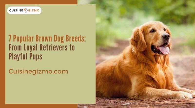 7 Popular Brown Dog Breeds: From Loyal Retrievers to Playful Pups