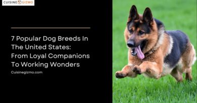 7 Popular Dog Breeds in the United States: From Loyal Companions to Working Wonders