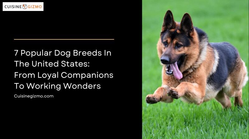 7 Popular Dog Breeds in the United States: From Loyal Companions to Working Wonders